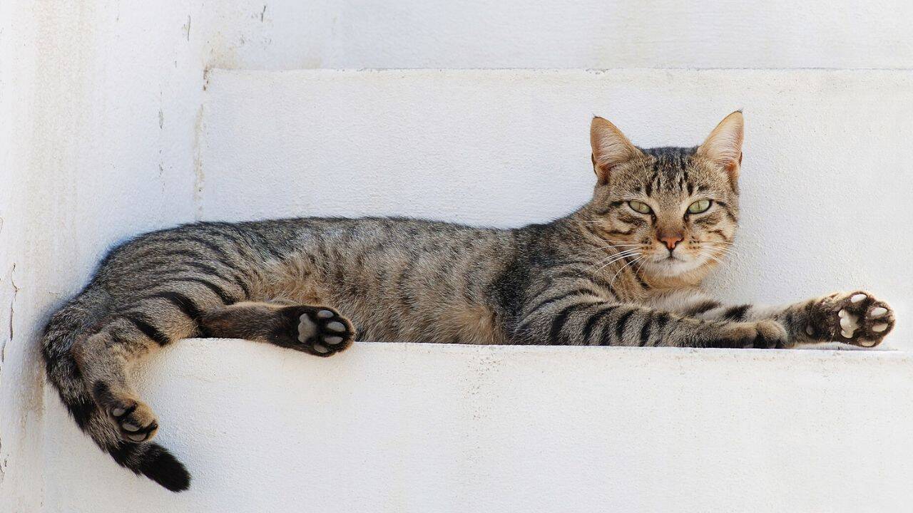 How did researchers track the movement of 925 pet cats using GPS<br>