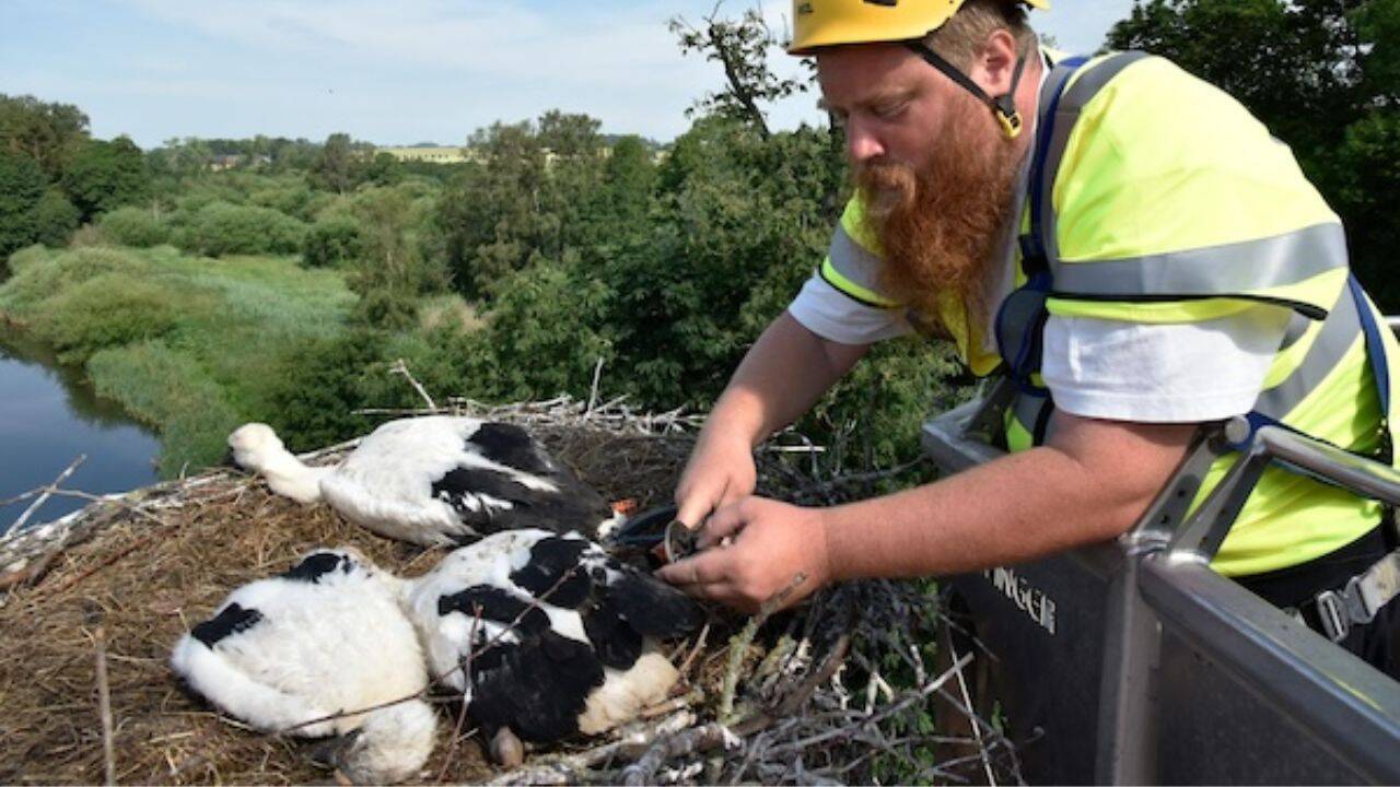 The future of the stork depends on the landscape