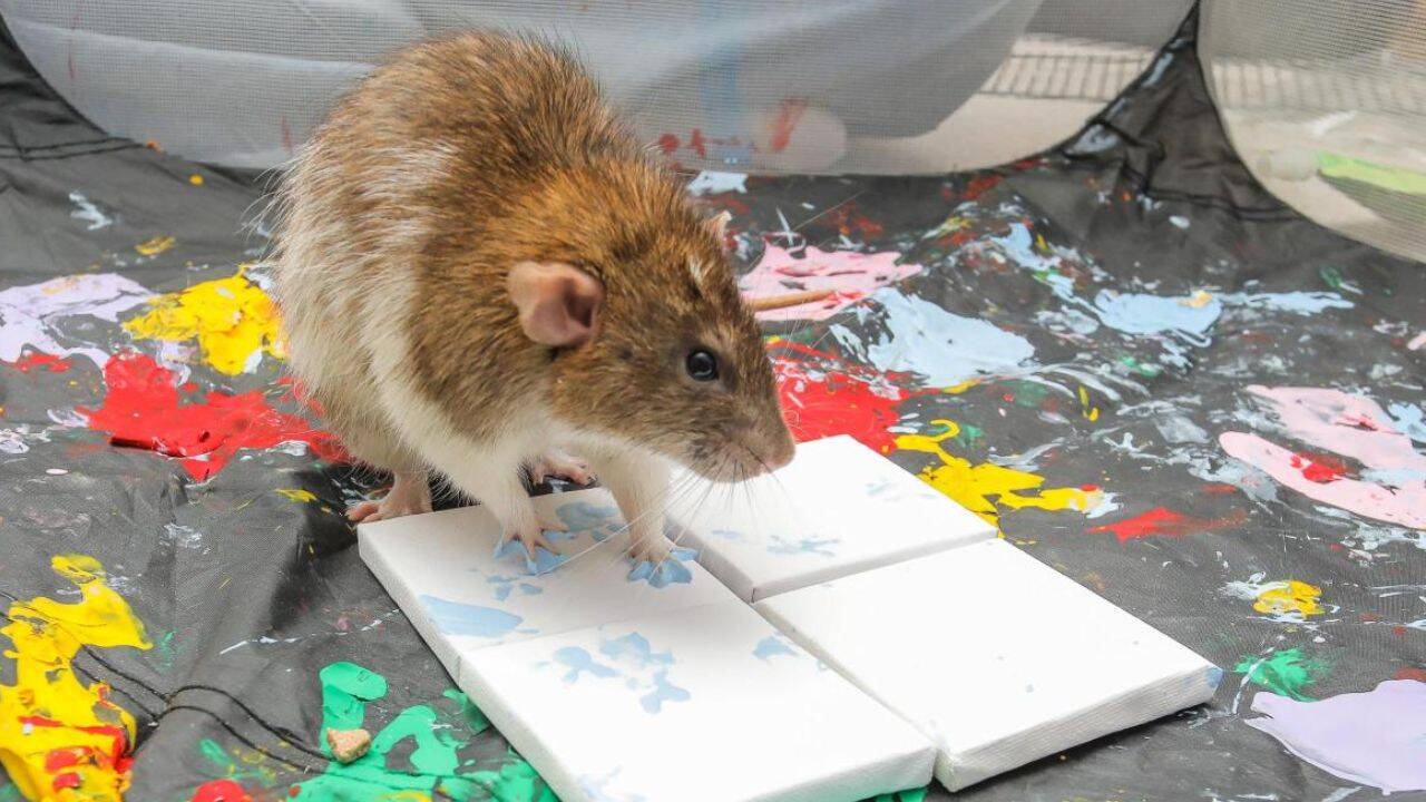 How Ella Woodland turned her pet rats into miniature artists<br>