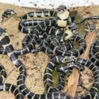 36 king cobra eggs come alive