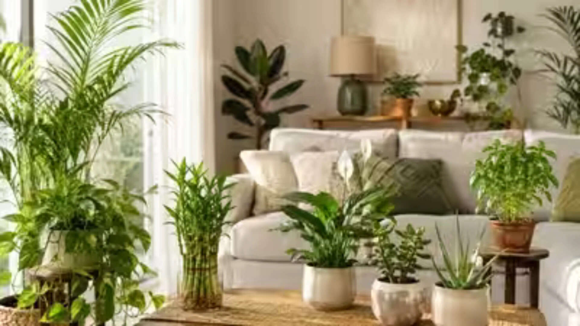 Indoor plants