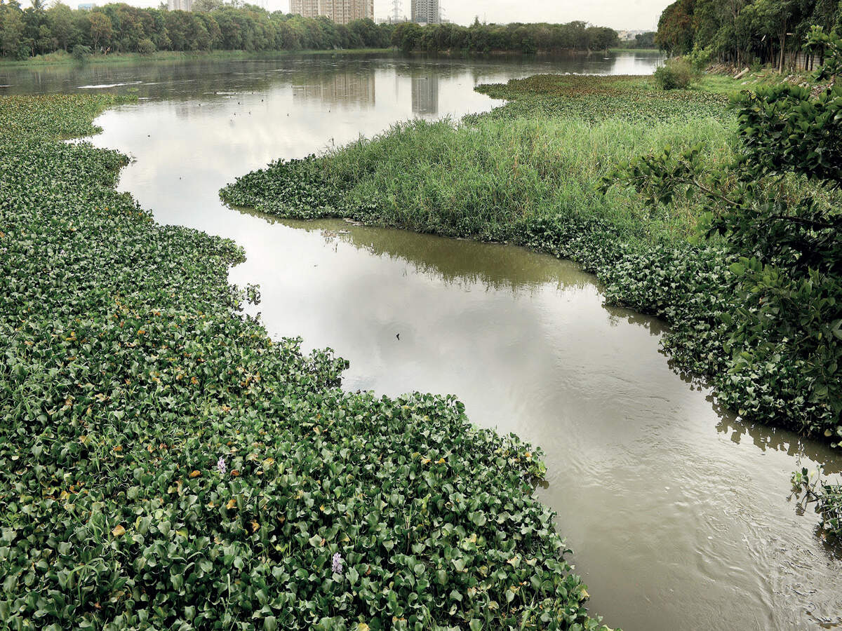 What bogs down BBMP’s lake rejuvenation plans?