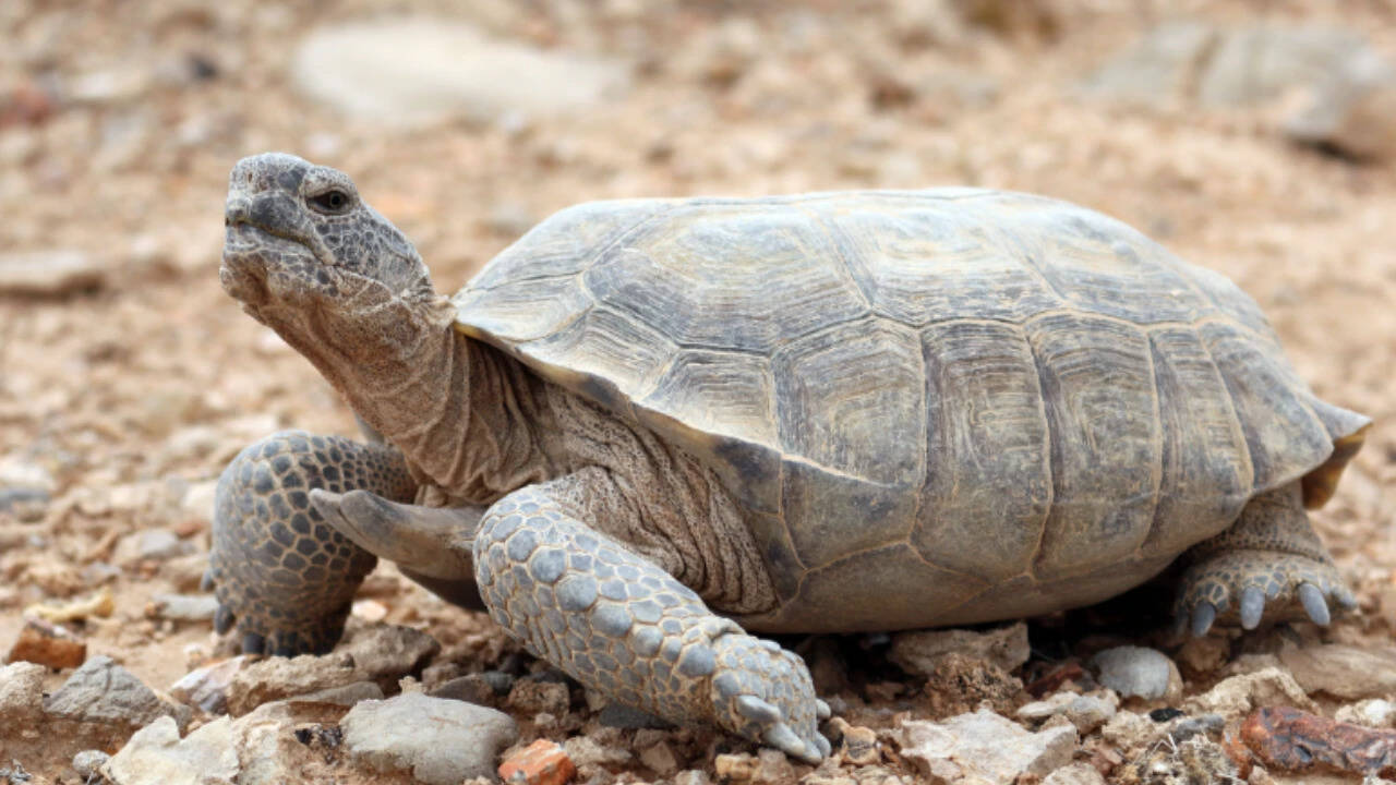 Mojave desert tortoise