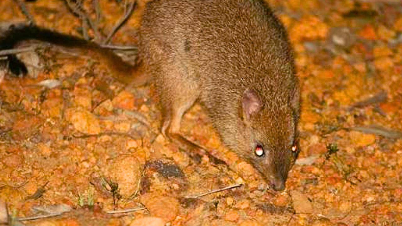 How did 17 rufous bettongs return to Ngambaa Nature Reserve<br><br>