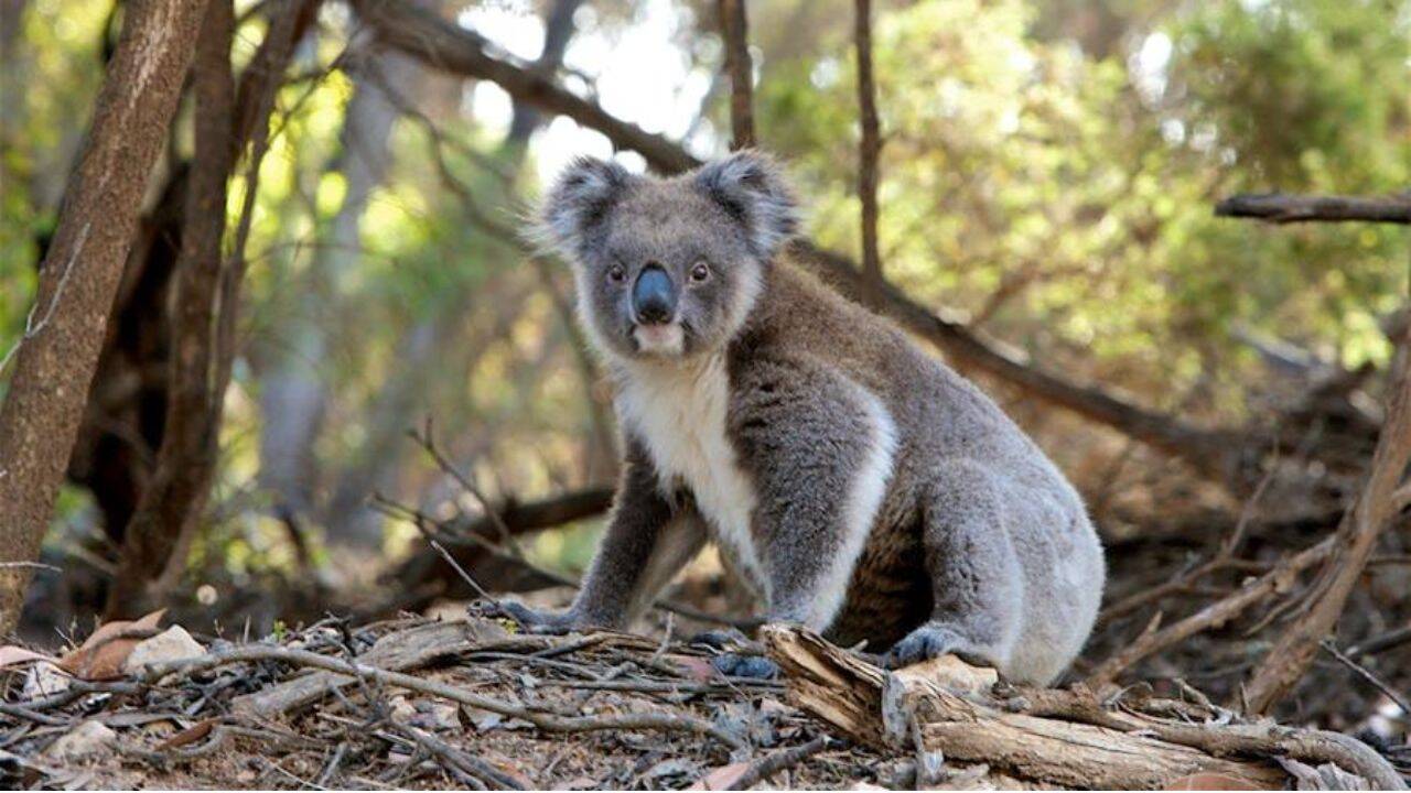 Hugh Jackman backed a new Australian wildlife sanctuary campaign as koalas face habitat loss and declining populations