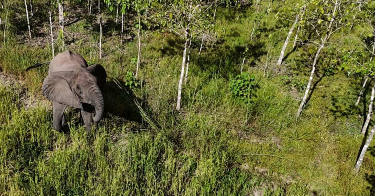 Elephants navigate steep rainforest-covered slopes reaching more than 6,500 feet above sea level.<br>