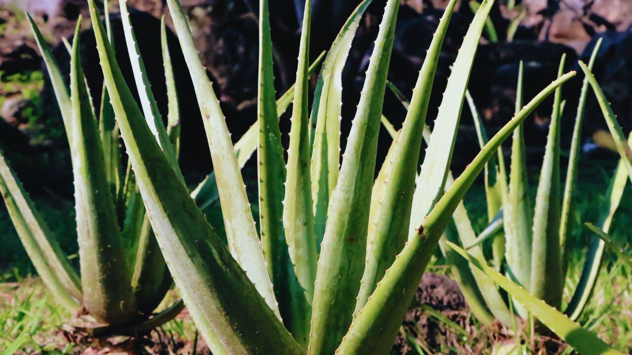Aloe Vera