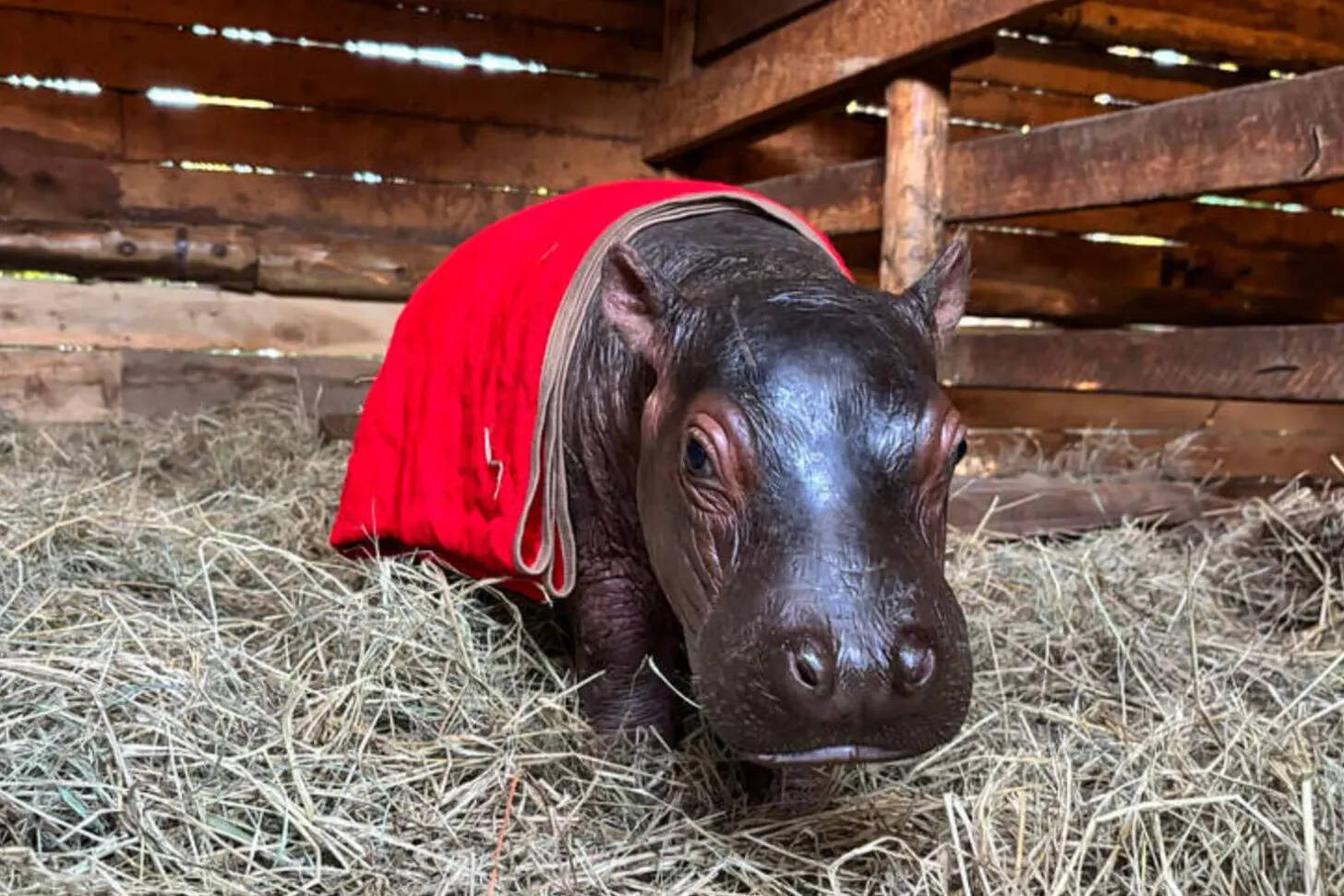 Bumpy shares the sanctuary with another rescued hippo, Musumbi.