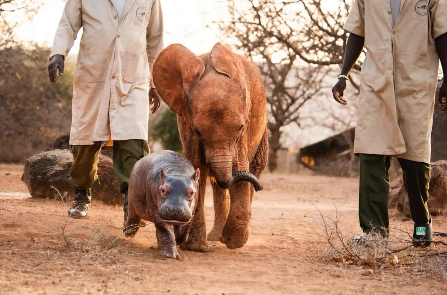 The young hippo has also developed a friendship with orphaned elephant Wangalla.