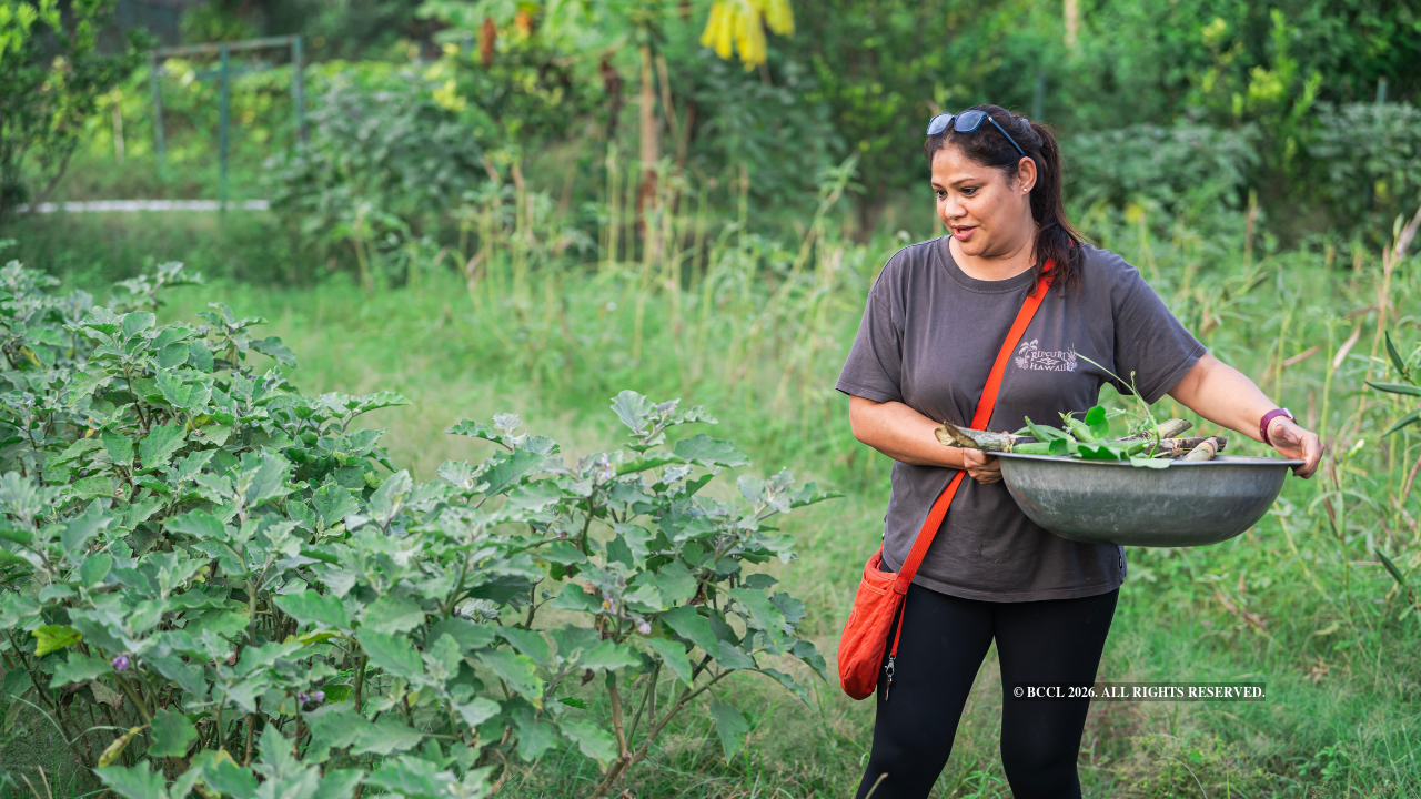 Farm clubs allow professionals to purchase a patch of land and, with assistance from traditional farmers, nurture and grow their produce