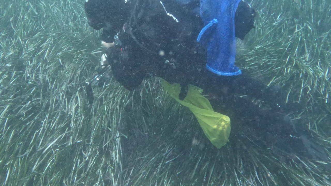 Ischia seagrass meadow becoming a functioning ecosystem over 17 years