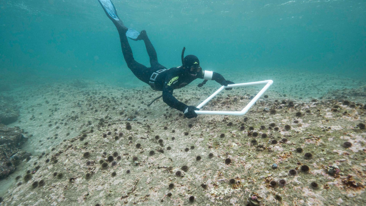 Why removing sea urchins can bring kelp back<br>