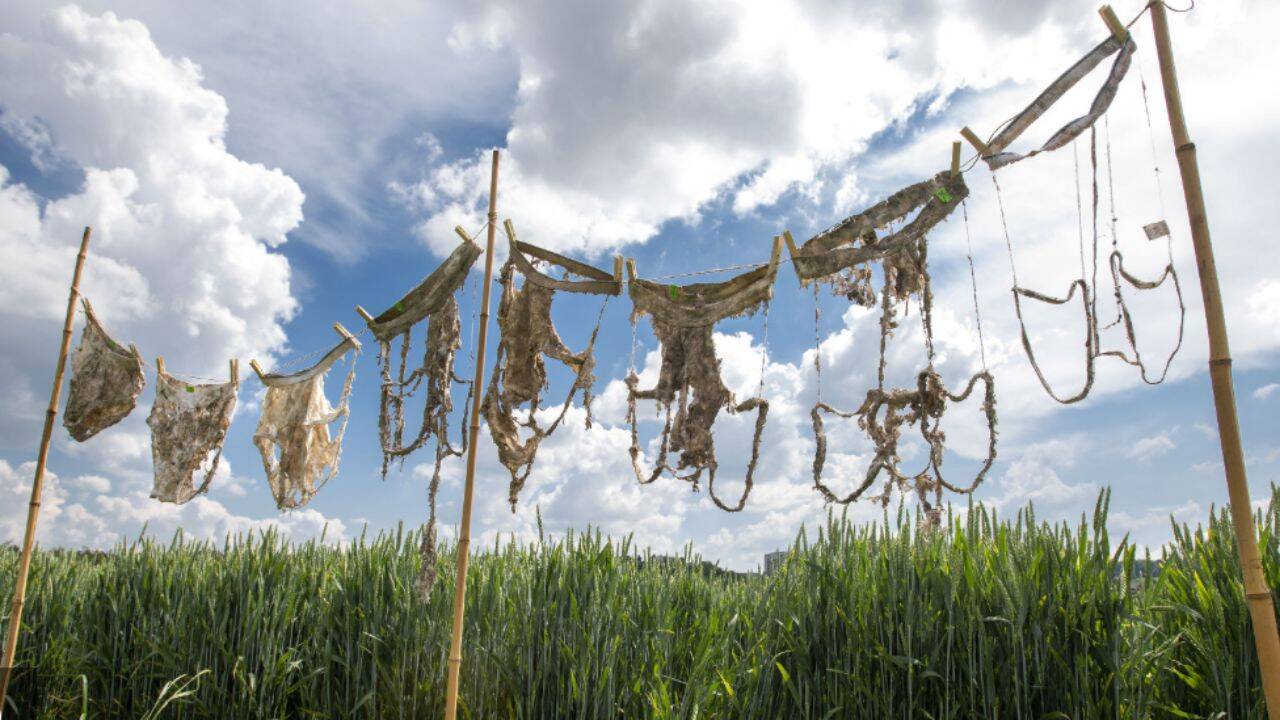 How the Underpants Index made soil research more accessible<br>