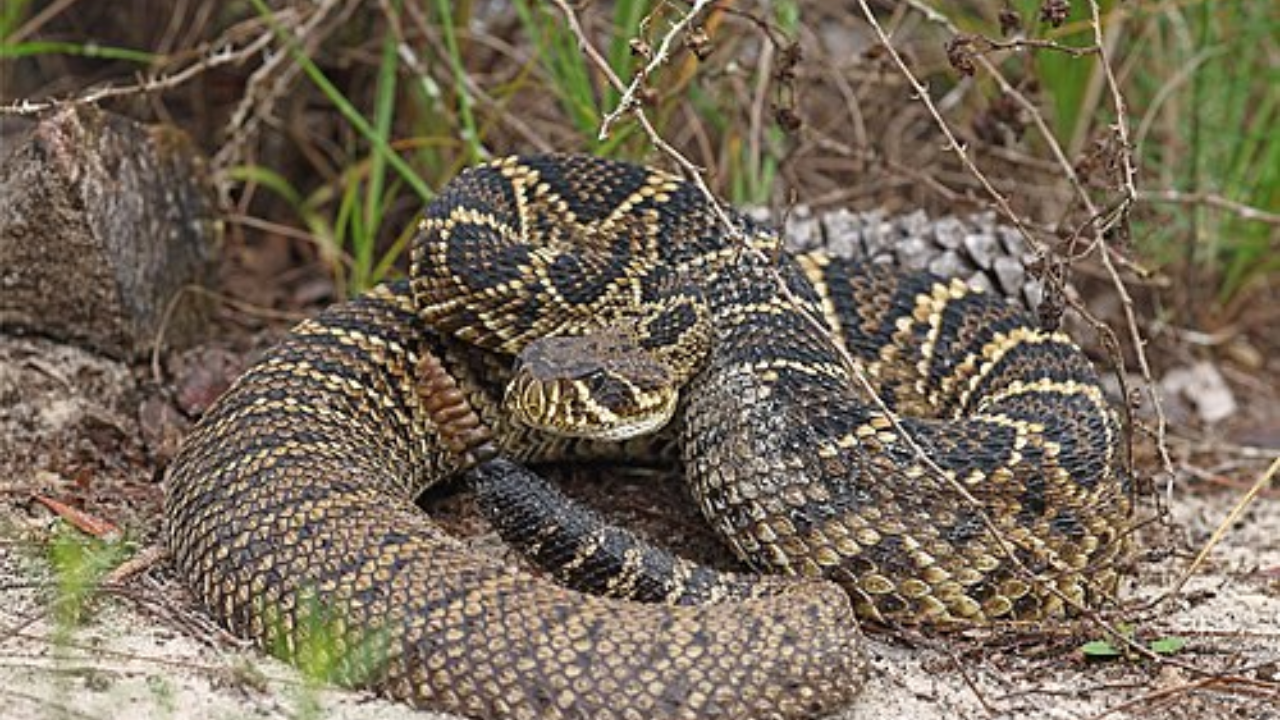 An Eastern diamondback rattlesnake (Image: Wikipedia)