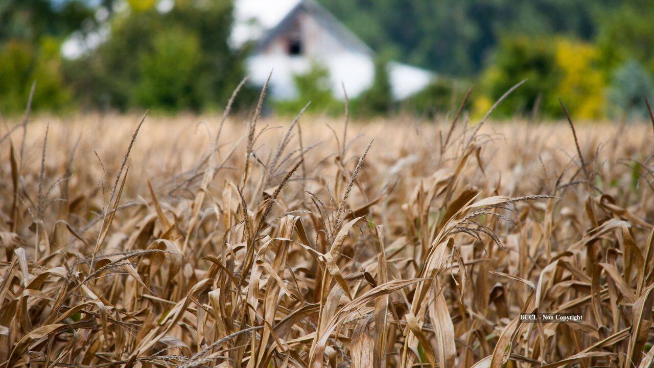 crop fail