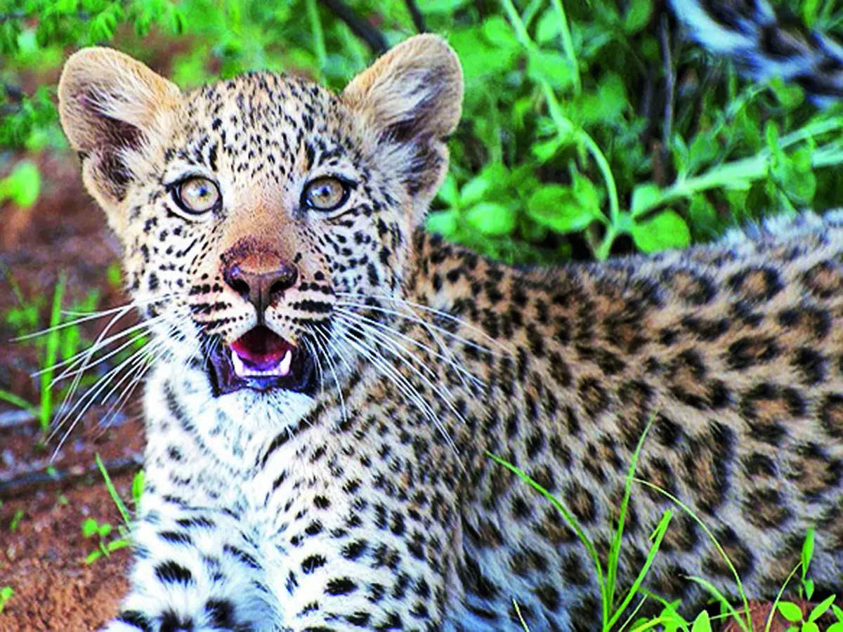 Bannerghatta Park adopts strict measures post leopard cub deaths