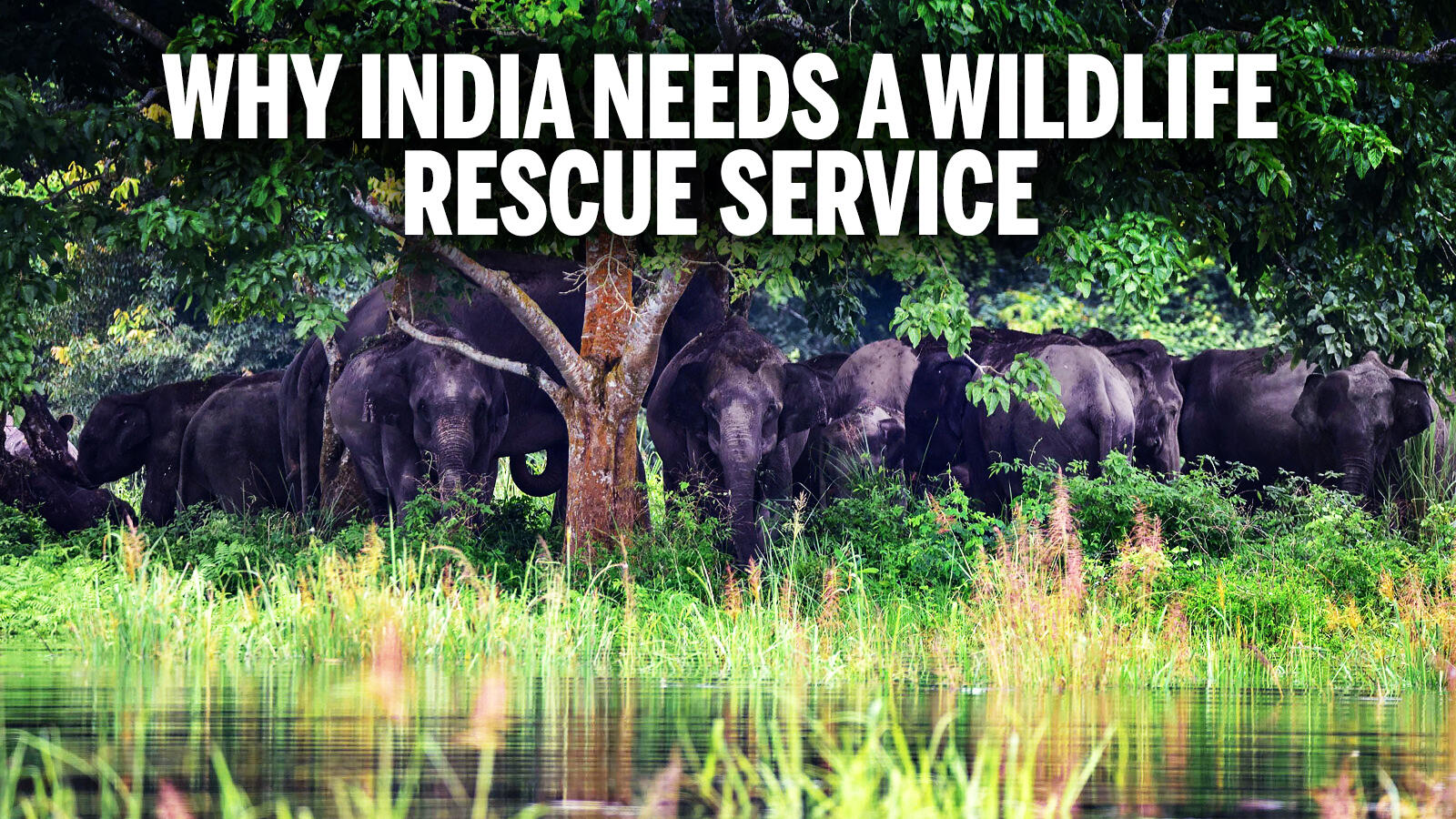 emergency wild animal rescue near me