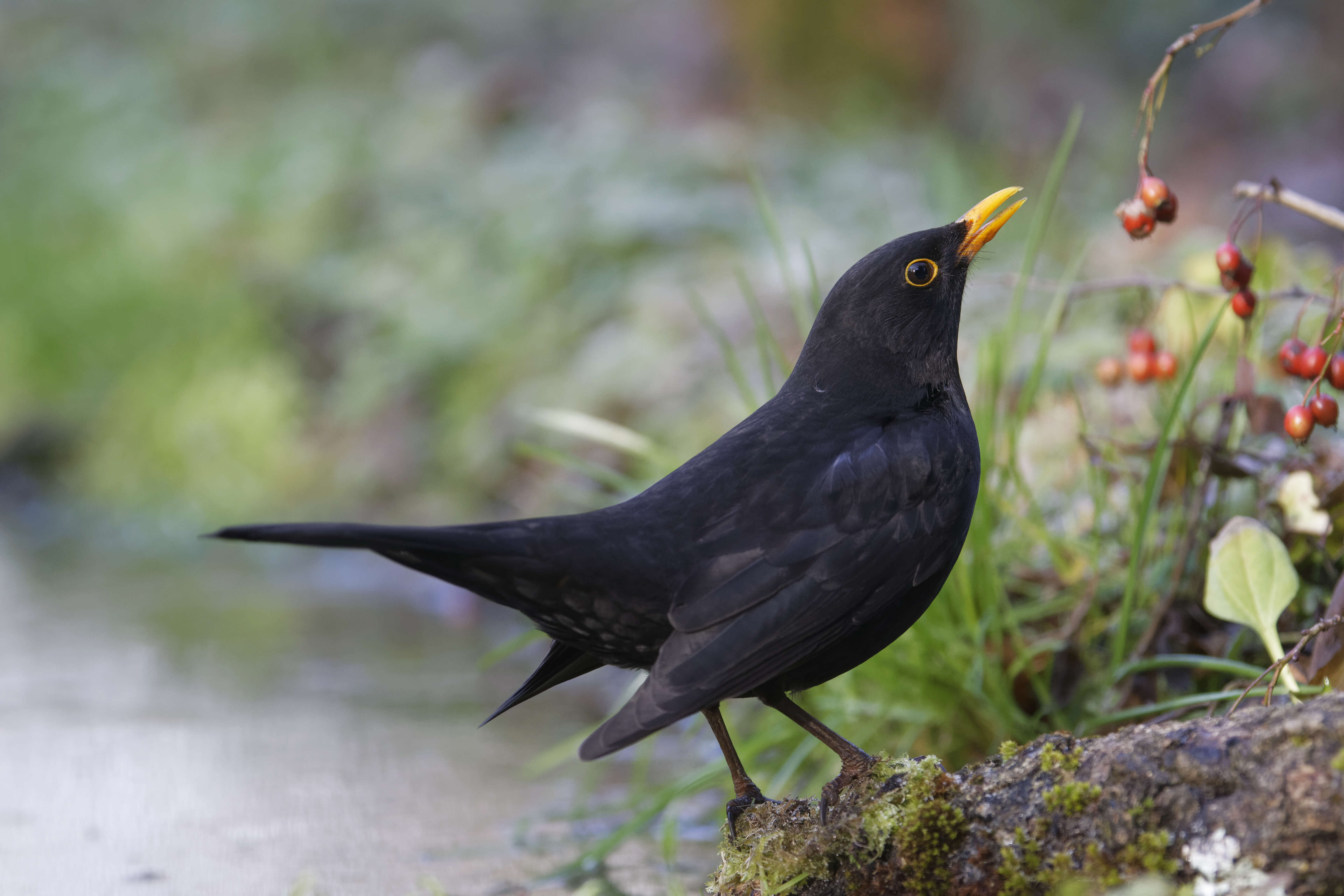 Blackbirds sing the sweetest songs