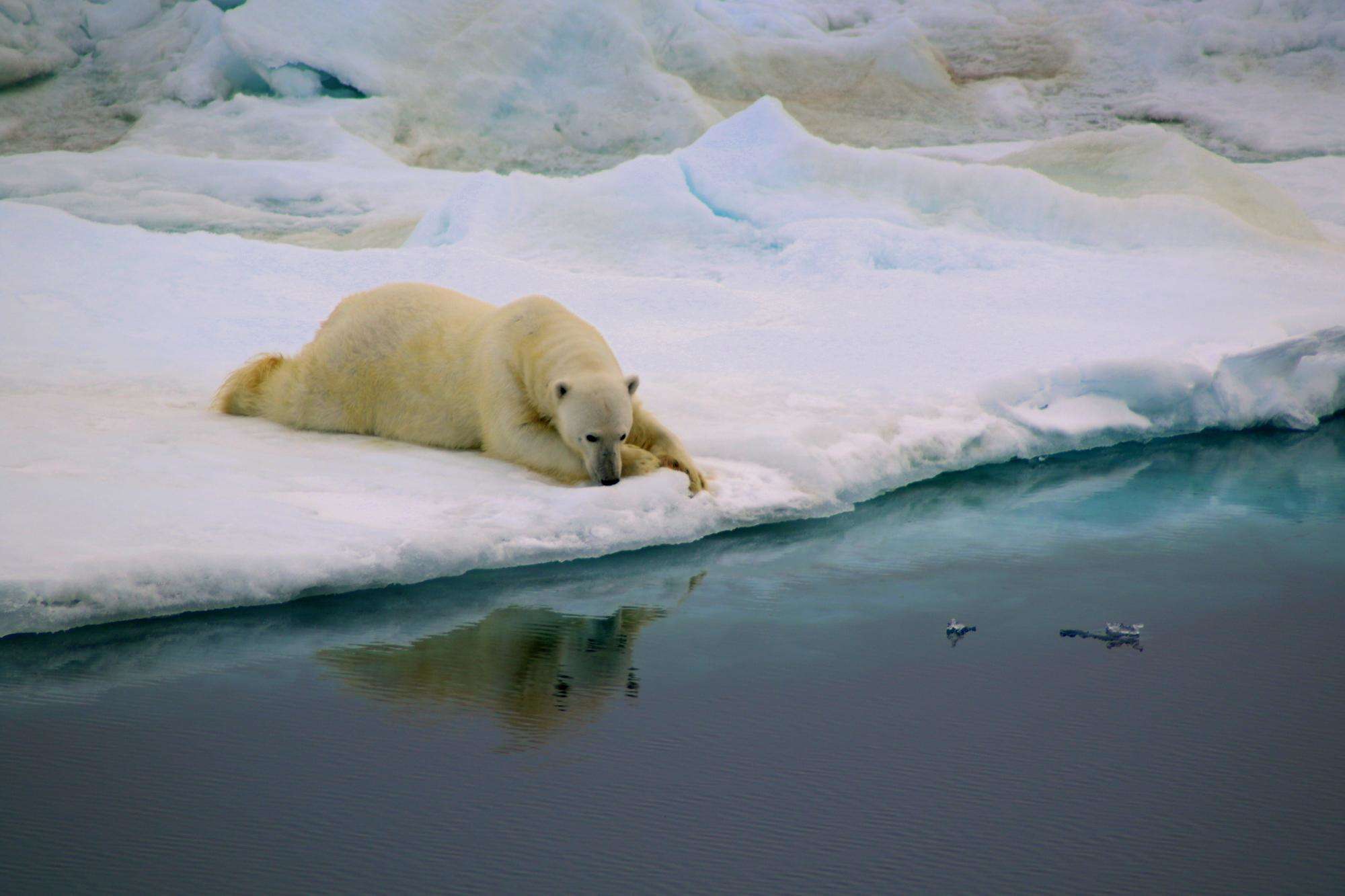 This heart-breaking video of polar bear struggling to survive is the