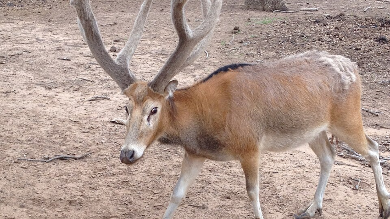 Père David's deer (male) at Sharkarosa Ranch, 2014 (Image: Carrotsnmysox)