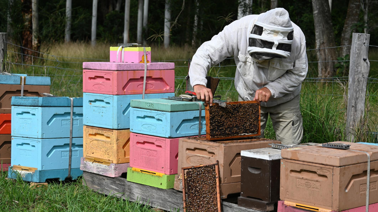 Thieves left the honey but took the bees and brood<br>