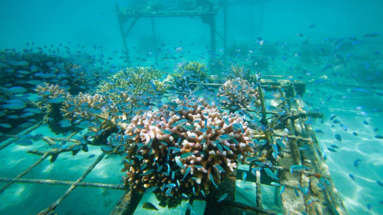 Coral restoration
