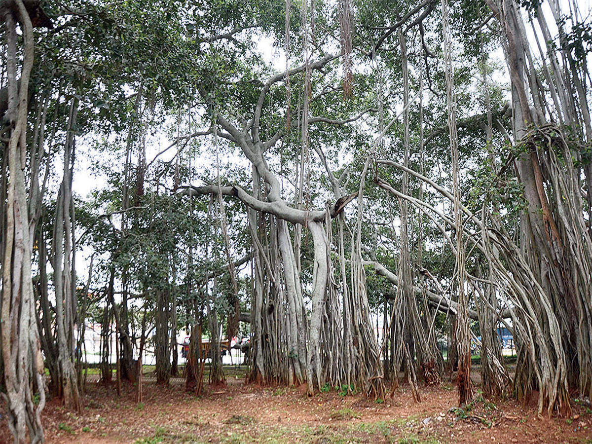 Bengaluru S Big Banyan Tree Gets A Makeover