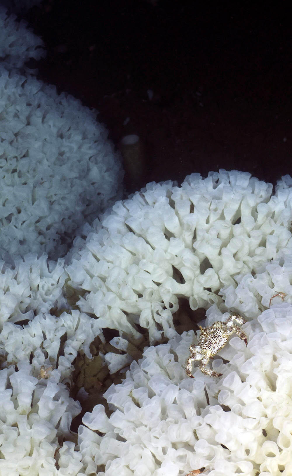 Glass sponge reefs were discovered alive in Hecate Strait in 1987 after being thought extinct for 40 million years.