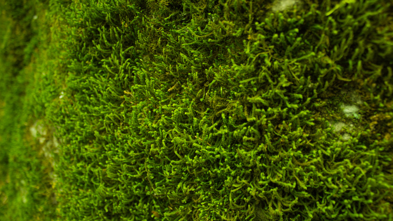 metals came from vehicle exhaust, tyre and brake wear, engine corrosion, and dust thrown up from the road surface, all of which the moss absorbed directly from the surrounding air (Image: Canva)