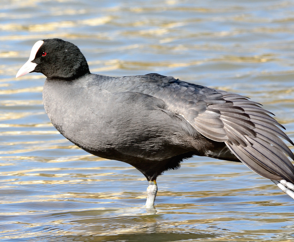 When The Coot Comes Calling