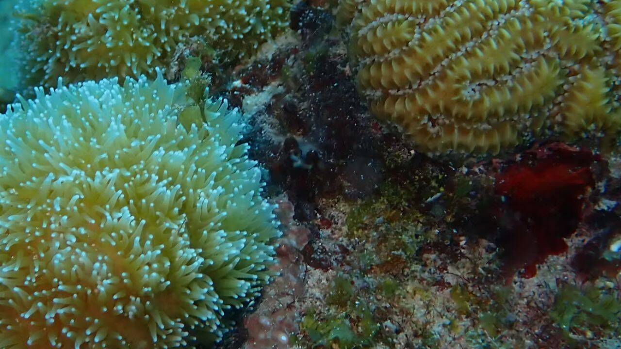 How does the project aim to rebuild Puerto Rico’s damaged reef ecosystems<br>