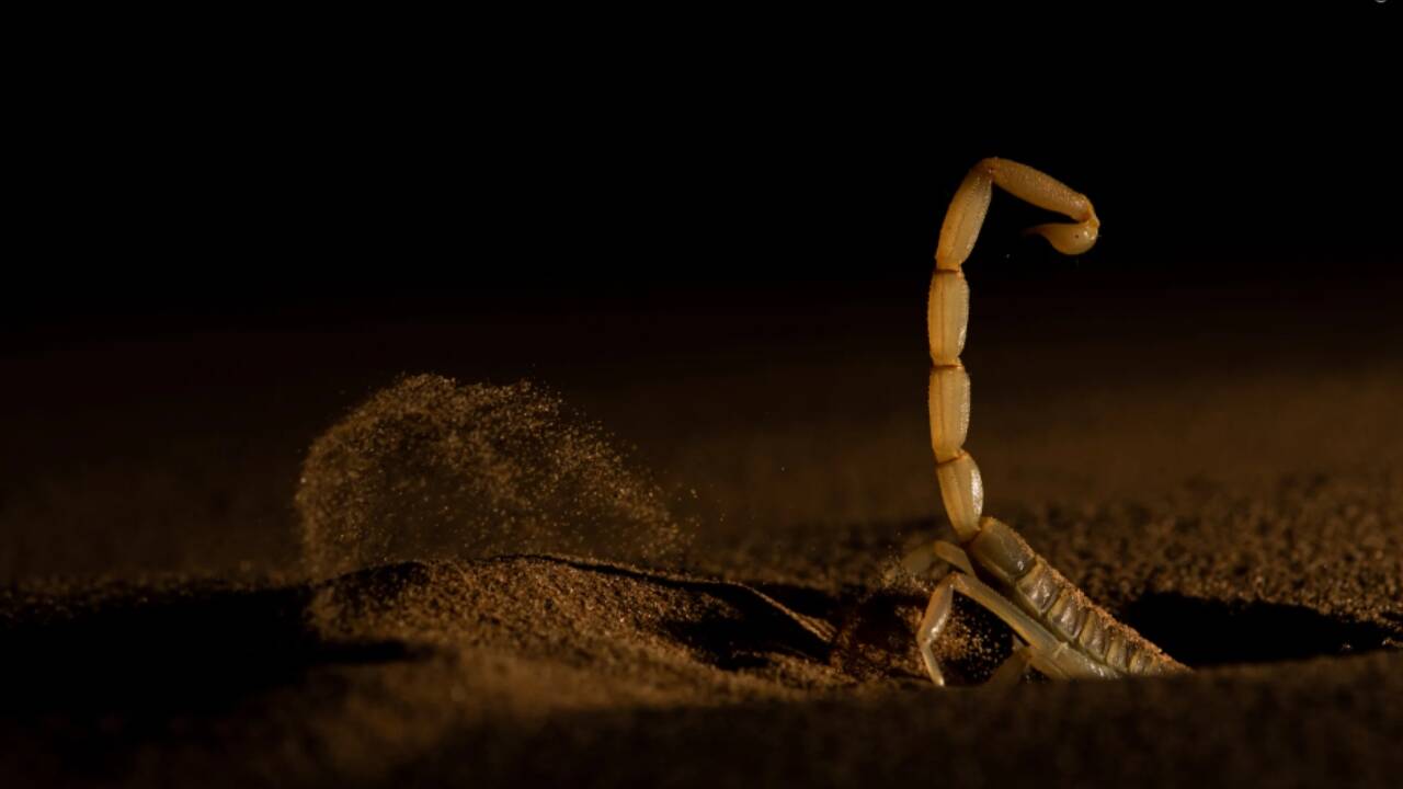 <strong>Shifting Sand</strong>