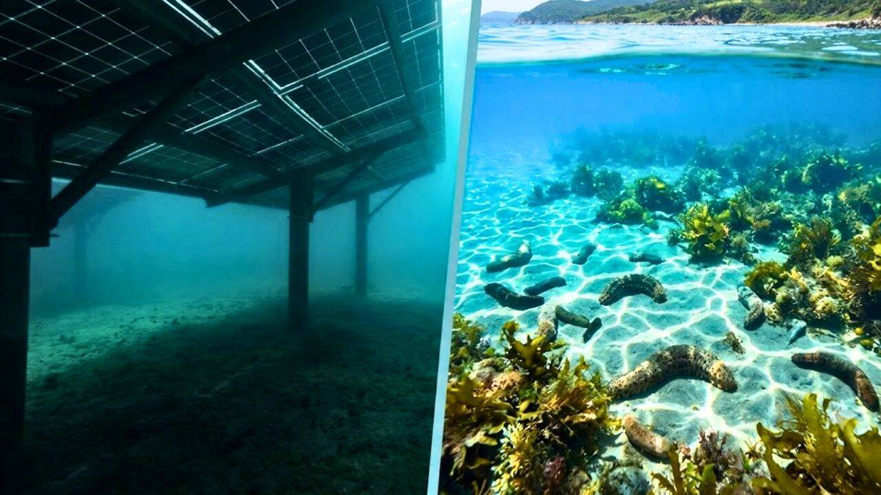What happened when researchers covered sea cucumber ponds with solar panels<br>