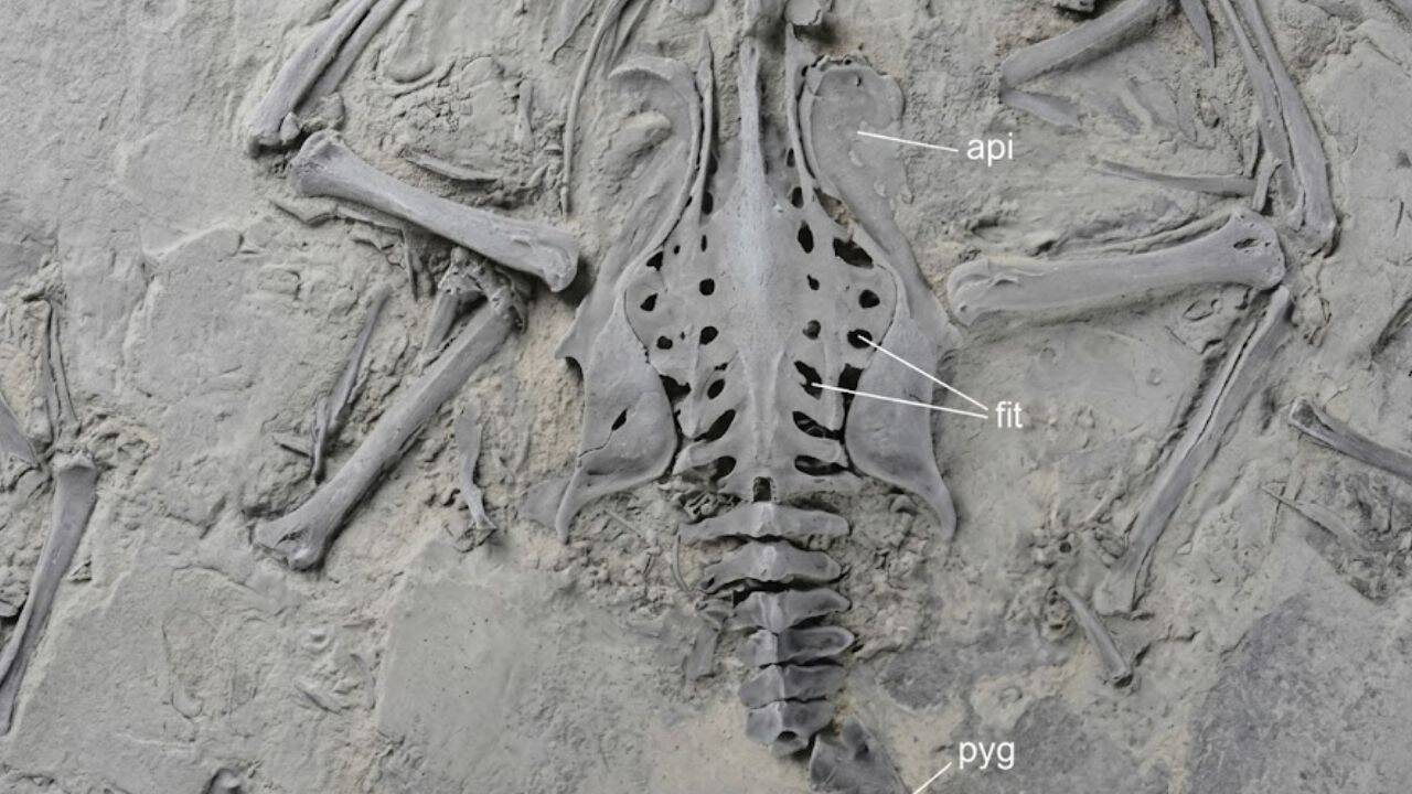 What does the 55-million-year-old fossil reveal about trogon feet<br>