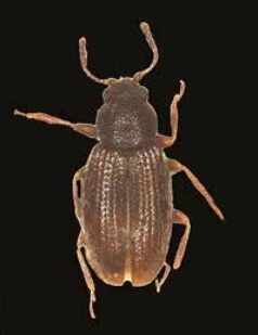 Corticarina prashanta, an insect discovered in Tawang Monastery area in Arunachal Pradesh, named after the religious belief of 'prashanta' -- love and compassion