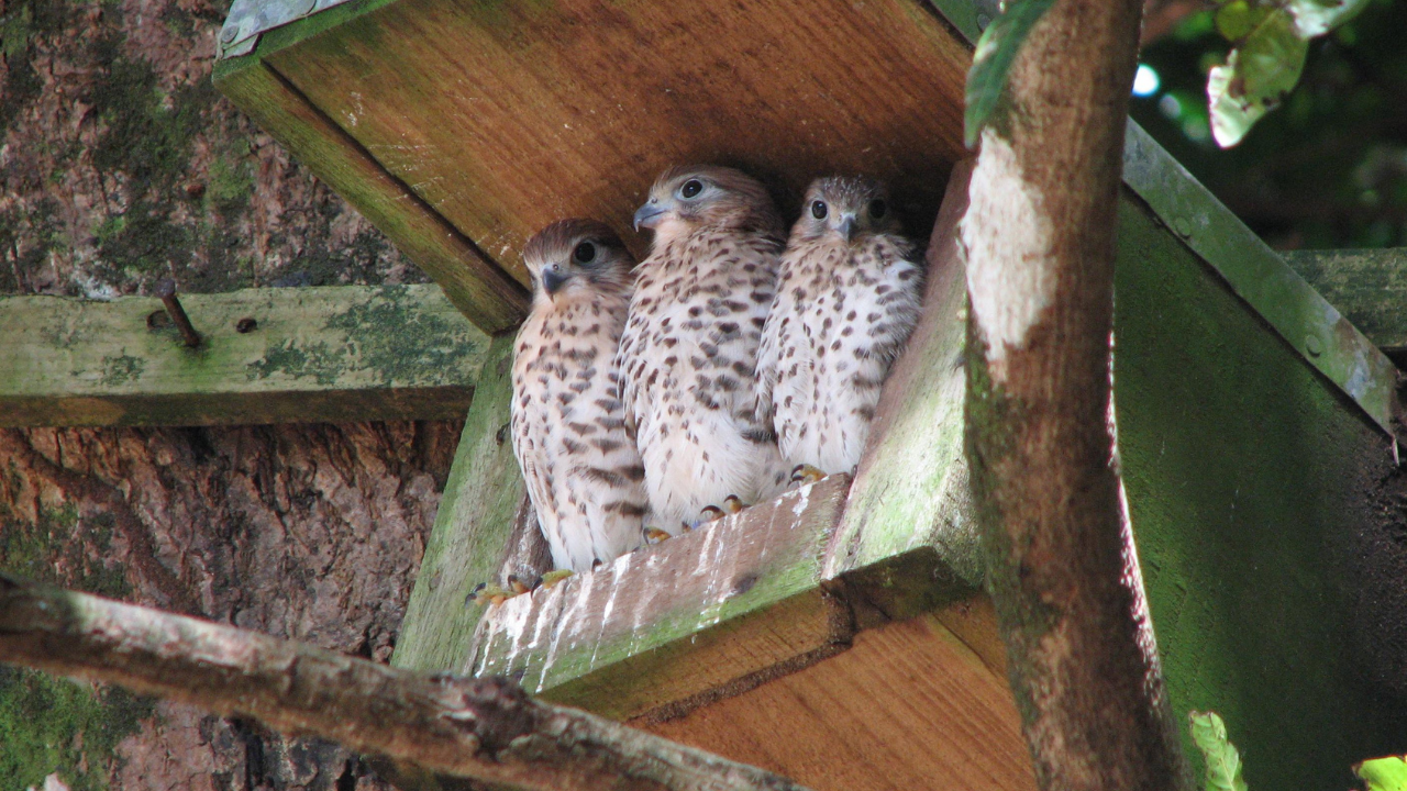 The conservationist who refused to give up<br>