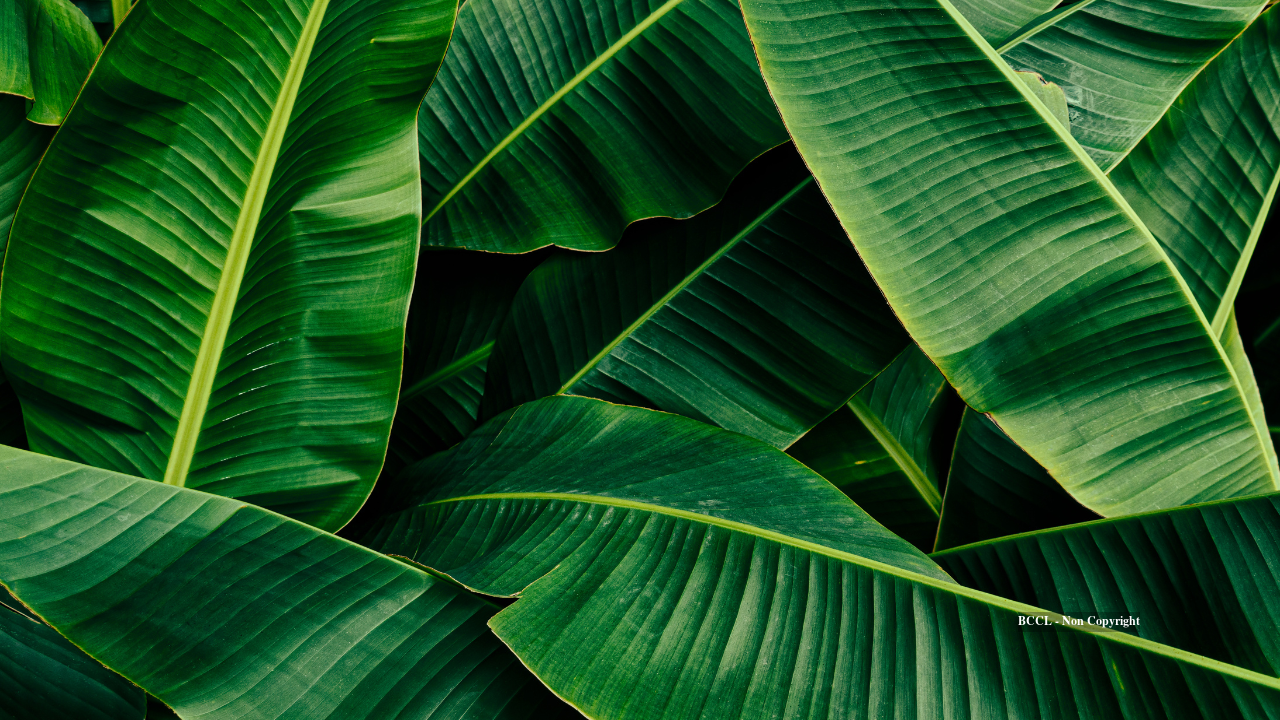 Banana Leaves