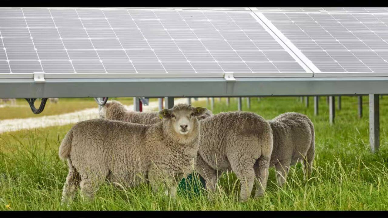 How Texas farmers are turning solar sites into grazing ground