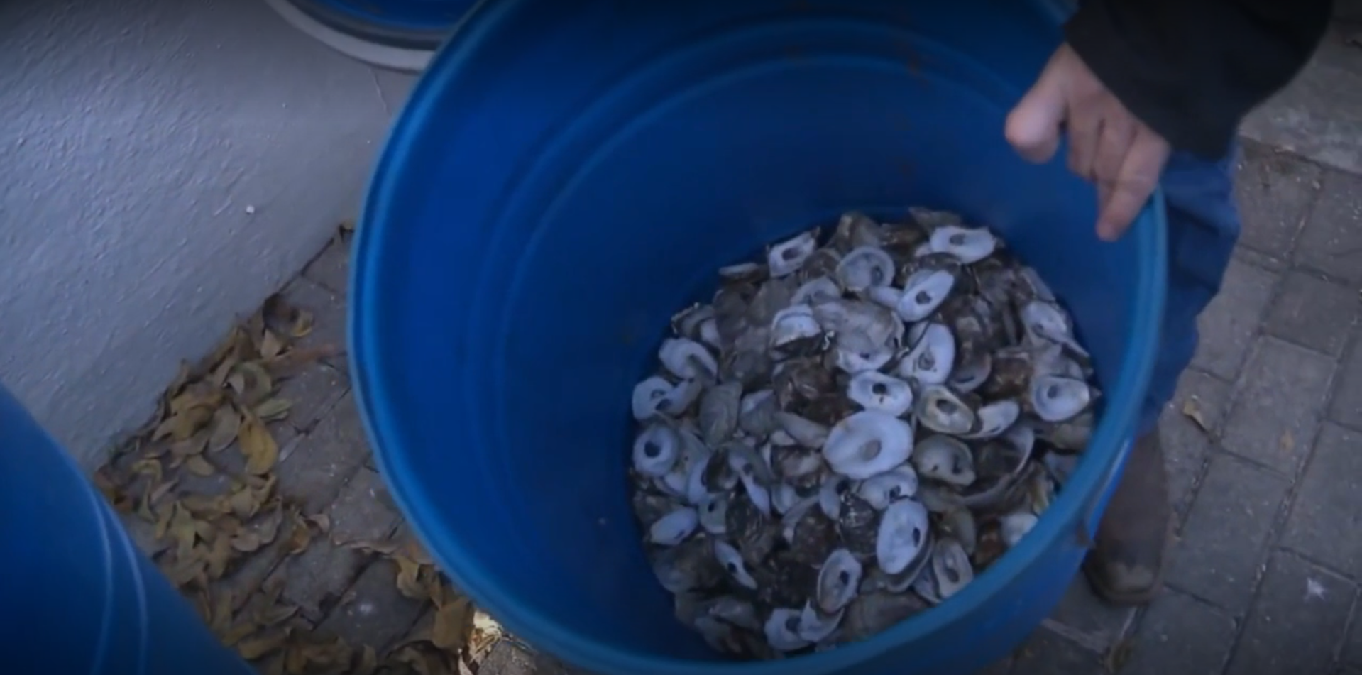 San Antonio’s oyster shells are being given a second life in the Gulf of Mexico.