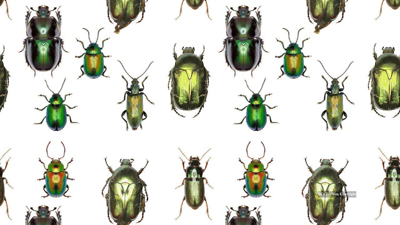 beeteles