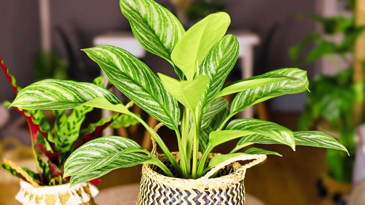Chinese evergreen