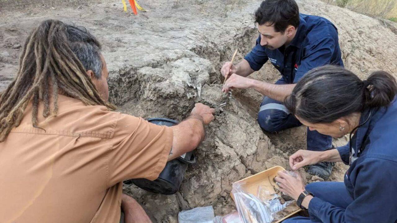 A 1,000-year-old dingo burial revealed an Indigenous tradition<br>