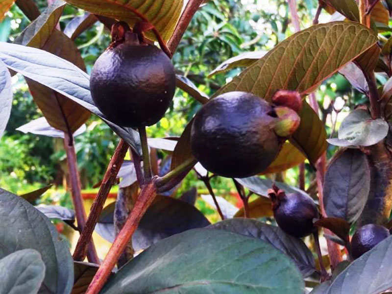 Bihar Agricultural University develops black guava rich in minerals,  vitamins | Patna News - Times of India