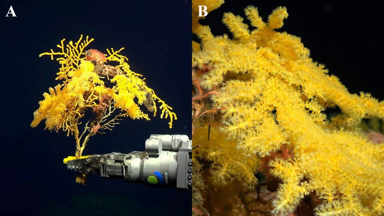 How genetic evidence showed the golden coral belonged to a brand new family