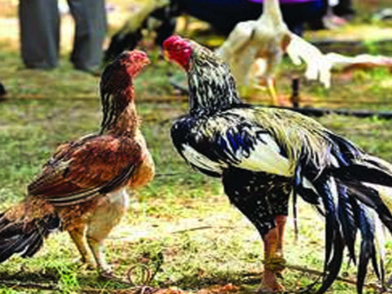 Annual rooster show in Dindigul sees 350 winged participants Madurai News Times of India