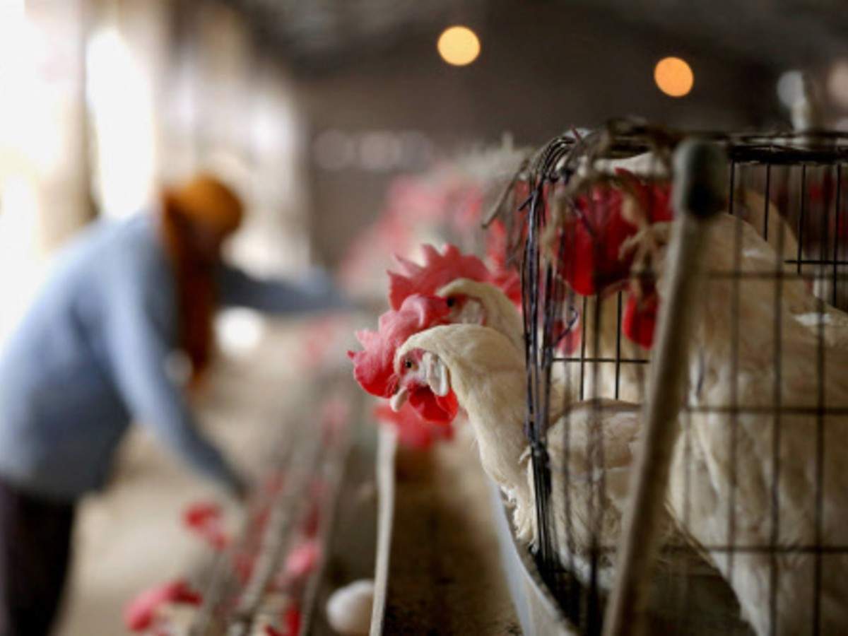 Avian influenza confirmed in five states for poultry birds, culling operations underway