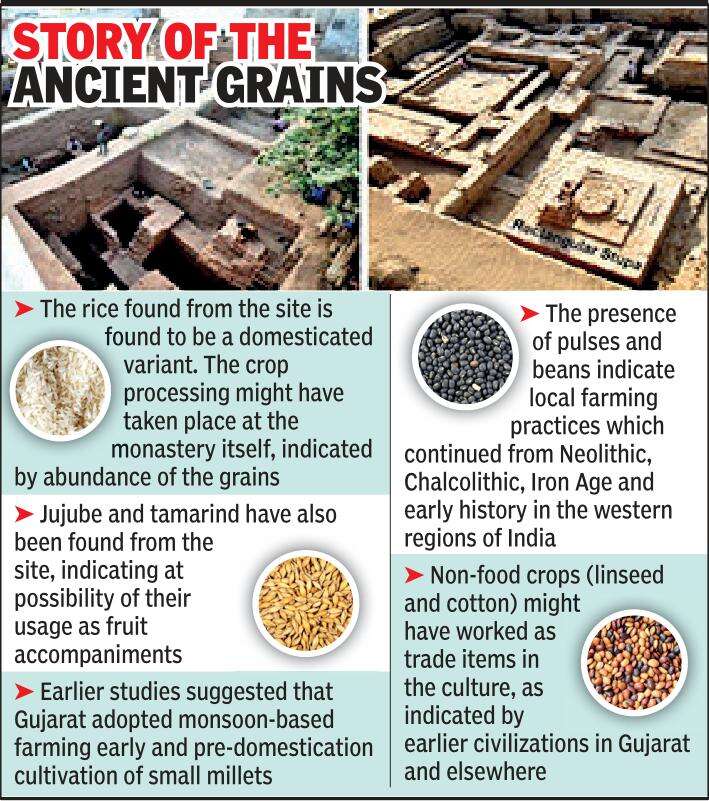 History etched in ancient grains Ahmedabad News Times of India