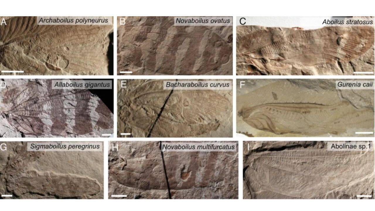 The team studied 20 fossil specimens found in Inner Mongolia, China.<br>