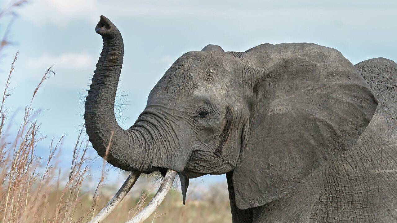 How do African elephants judge food quantity before feeding<br>