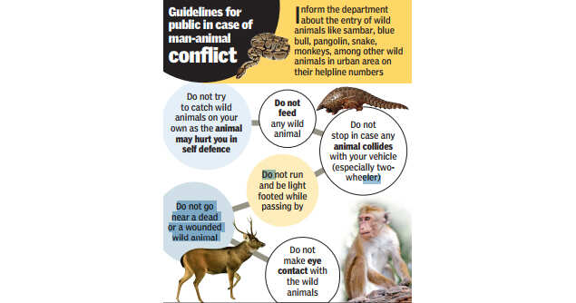 Winter Brings Fear Of The Wild Chandigarh News Times Of India